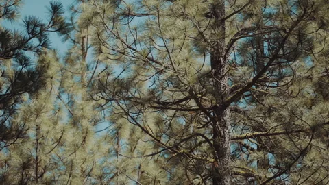 Upper branches of a pine tree against blue sky Vídeos de archivo 348049615