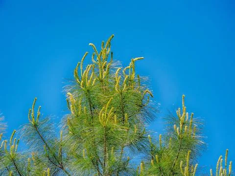 The upper branches of a pine tree candles against a clear blue sky. Stock Photos