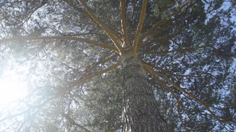 Upper branches of tree Stock Footage 27243182