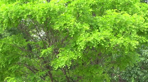 Upper branches of tree. Video stock 64099733