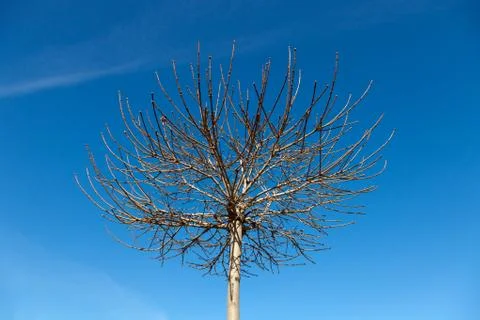 Upper branches tree Stock Photos
