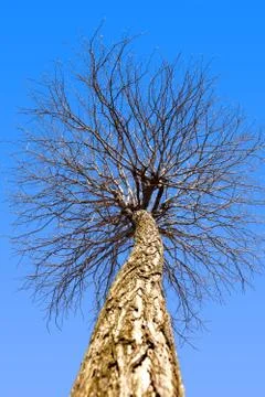 Upper branches tree Stock Photos