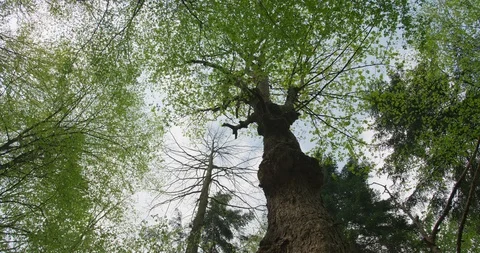 Upper branches of a tree, tilt left, 4k Stock Footage 89648166