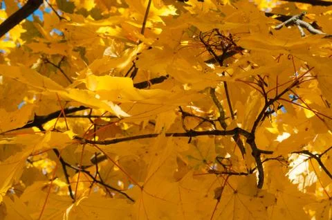 Upper branches of tree with yellow maple leaves against Stock Photos