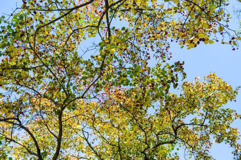 Upper Branches Of Trees Background. Foto stock