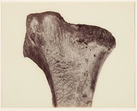 Upper end of a tibia D. Maximus, Moa, 1880s, France, maker unknown. Copyri... Stock Photos