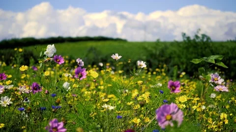 The upper fields, with wild flowers under a cloudy sky Video stock 248440835