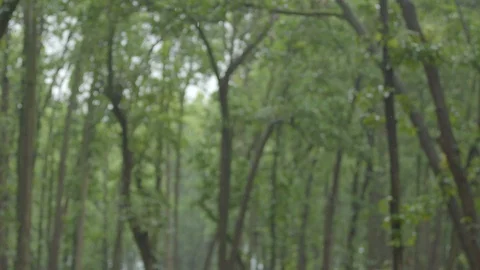 Upper Himalayan Forest during monsoon Stock Footage 110829300