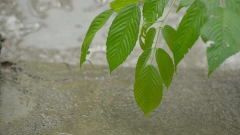 Upper Himalayas during monsoon Stock Footage 110828813