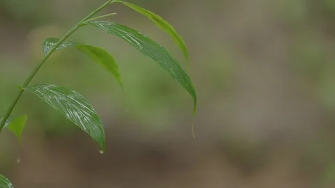 Upper Himalayas during monsoon Stock Footage 110828964