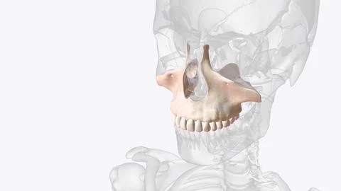 The upper jaw (maxilla) holds the upper teeth, shapes the middle of the face Stock Illustration