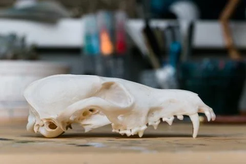 Upper jaw of Skull fox lying on a wooden table. Colored paint stains acrylic and Stock Photos
