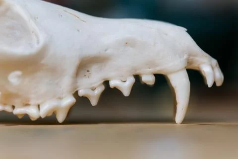 Upper jaw of Skull fox lying on a wooden table. Colored paint stains acrylic and Stock Photos