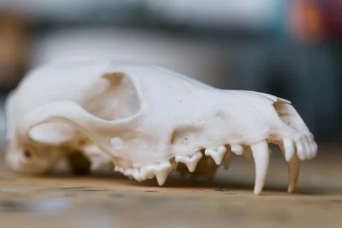 Upper jaw of Skull fox lying on a wooden table. Colored paint stains acrylic and Stock Photos