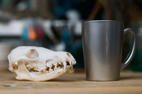 Upper jaw of Skull fox lying on a wooden table. Colored paint stains acrylic and Stock Photos