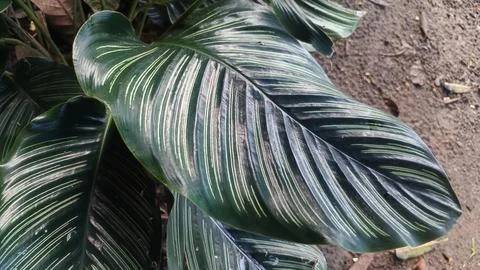 The upper leaf layer pattern of the Goeppertia Ornata plant Stock Photos