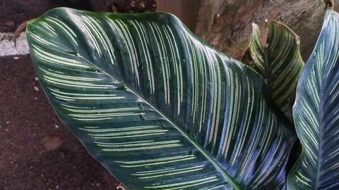The upper leaf layer pattern of the Goeppertia Ornata plant Stock Photos