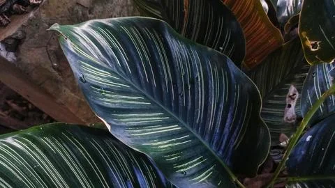 The upper leaf layer pattern of the Goeppertia Ornata plant Stock Photos
