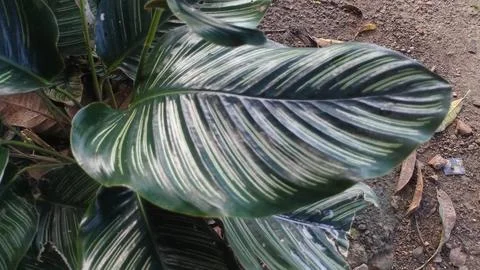 The upper leaf layer pattern of the Goeppertia Ornata plant Stock Photos