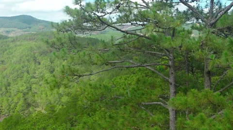 Upper Limbs and Branches of Pine Trees Passing By. Video UltraHD 库存影片 63484411