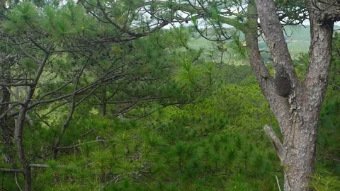 Upper Limbs and Branches of Pine Trees Passing By. Video FullHD Vídeos de archivo 74976260