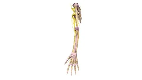 Upper limbs with ligaments and nerves lateral view Stock Illustration