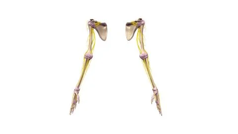 Upper limbs with ligaments and nerves anterior view Stock Illustration