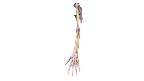 Upper limbs with ligaments lateral view Stock Illustration