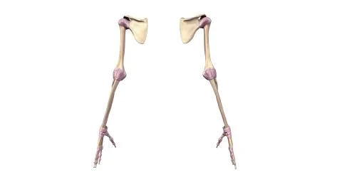 Upper limbs with ligaments posterior view Stock Illustration