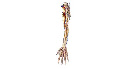 Upper limbs with nerves and blood vessels lateral view Stock Illustration