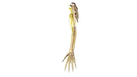 Upper limbs with nerves lateral view Stock Illustration