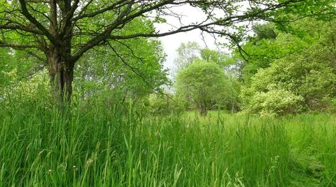 Upper Meadow Stock Photos