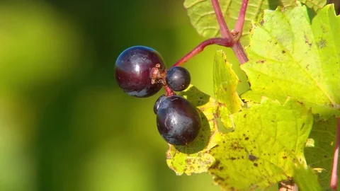 Upper Michigan Vineyard Grapes Close Up Vídeos de archivo 74721213