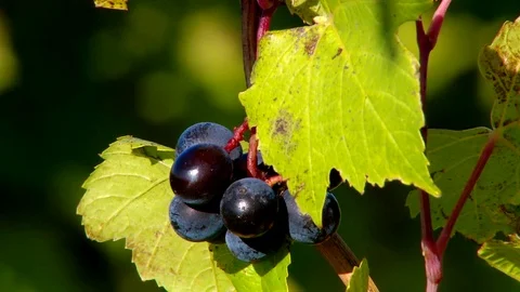 Upper Michigan Vineyard Grapes Close Up Stock Footage 74721445
