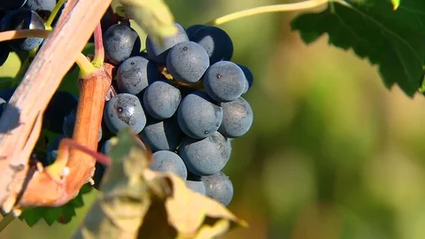 Upper Michigan Vineyard Grapes 스톡 동영상 74721316