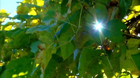 Upper Michigan Vineyard Sunspot Stock Footage 74721578