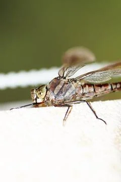 The upper part of the dragonfly close-up Stock Photos