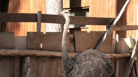 Upper part of a female ostrich Stock Footage 295272779