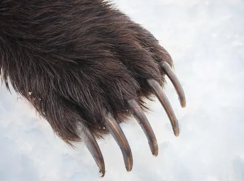 Upper part of the forelimb of predatory bear with long sharp claws. Stock Photos
