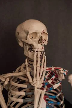 Upper part of the human skeleton with a raised hand to the skull Foto stock