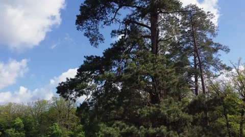 Upper part of old high pine in park, aerial view Stock Footage 330255526