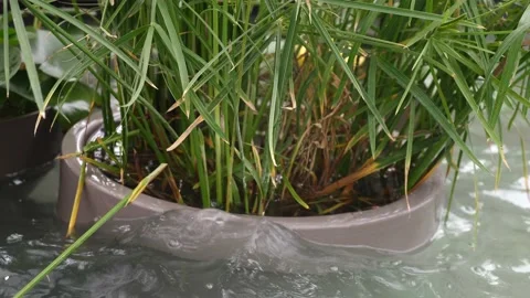 Upper part of a pot in which water grasses are planted Stock Footage 142717067