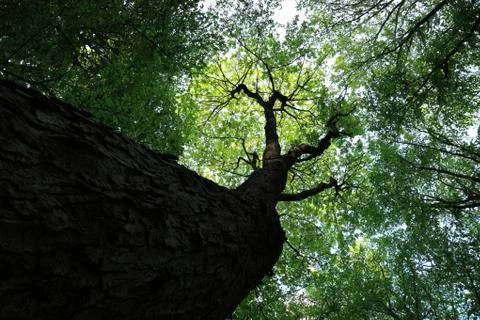 Upper part of the tree in the forest. green leaves. Stock Photos