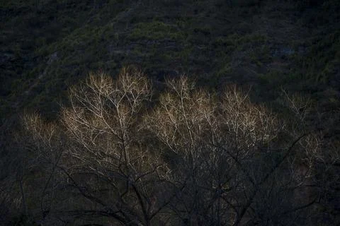 Upper part of a tree subtly illunated by the sun Stock Photos