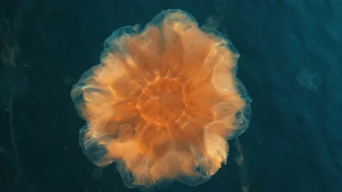 Upper part of a very large orange jellyfish. Stock Footage 219149744