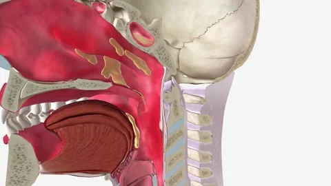 An upper respiratory infection affects t... | Stock Video | Pond5