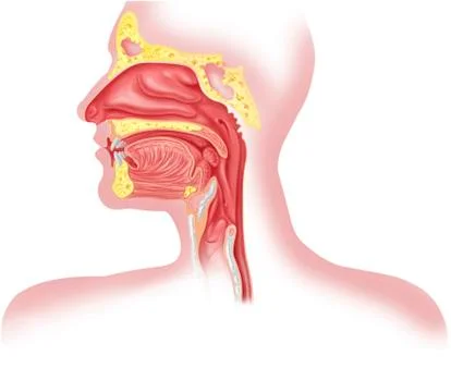 Upper respiratory tract; artwork Stock Illustration