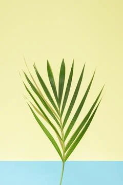Upper side copy space. Green palm tree leaves on branch on light sea water Stock Photos