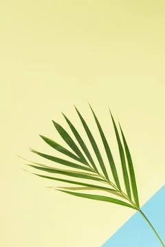 Upper side copy space. Green palm tree leaves on branches on light sea water Stock Photos