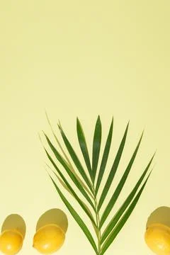 Upper side copy space. Green palm tree leaves on branch and three lemons Stock Photos